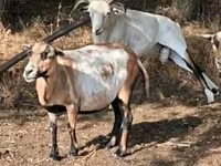 میش, Cameroon sheep — عکس 2