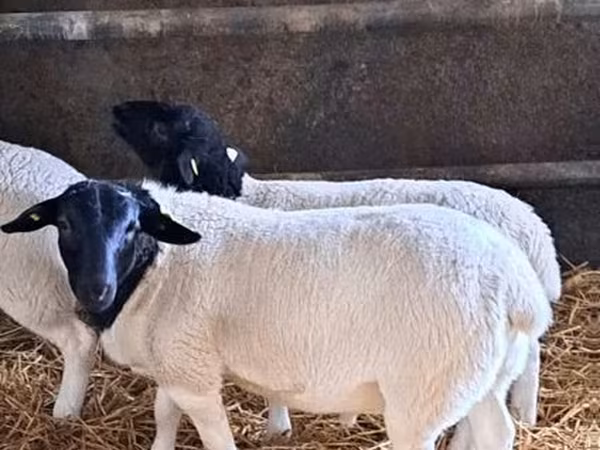 Ram, Dorper sheep — United Kingdom