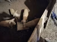 猪（批次，未指定性别）, Мангалица — 照片 2