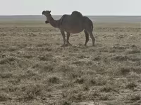 Geel (xirmo, jins lama sheegin), Anafi camel — sawirka 1