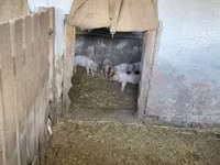 Cerda, Cerdos — foto 5