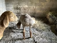 แกะตัวเมีย, Katum sheep — รูปภาพ 4