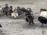 Turkeys — Foto 4