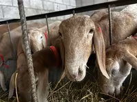 Får, Arashan sheep — foto 2
