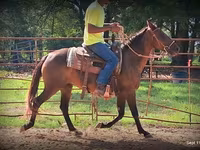 Cavalla, Standardbred — foto 3