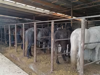 Mare, Horses — photo 2