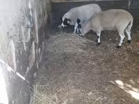 مینڈھا, Dorper sheep — تصویر 2