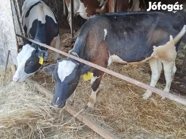 Lembu jantan, Simmental cattle