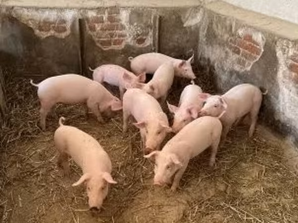 Pigs (batch, sex not specified), Pigs — Hungary