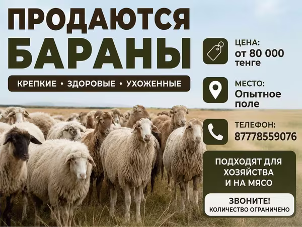 قوچ, گوسفند