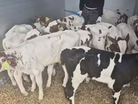 Býk, Simmental cattle — foto 7