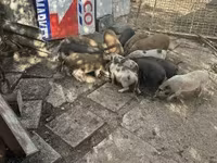 หมูป่าตัวผู้, Австралийская дикая — รูปภาพ 2