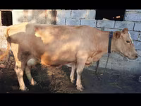 Vacă, Swiss cattle — foto 1