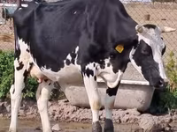 Lembu betina, Holstein breed — foto 3