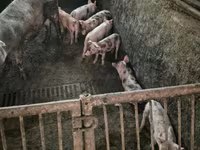 خوک ماده, خوک — عکس 2