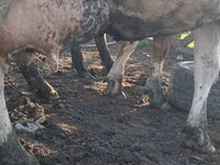 Krava, Russian Black pied cattle — fotografija 7