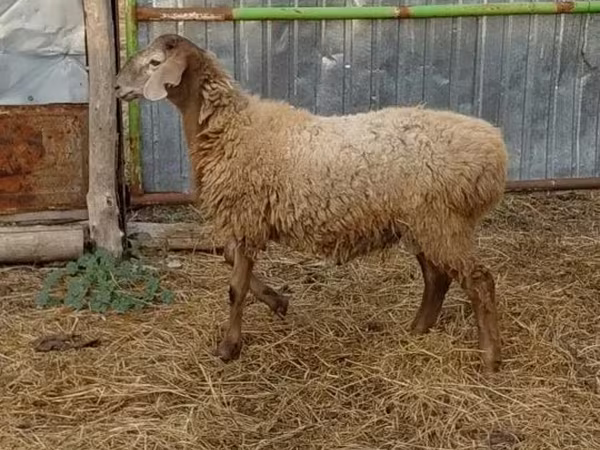 Beran, Hissar sheep