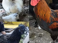 Brahma — foto 1
