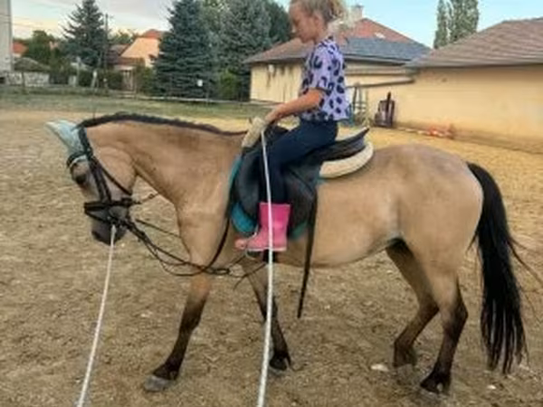 Кобыла, Лошади