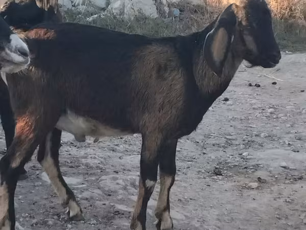 Buk, Nubian Goat