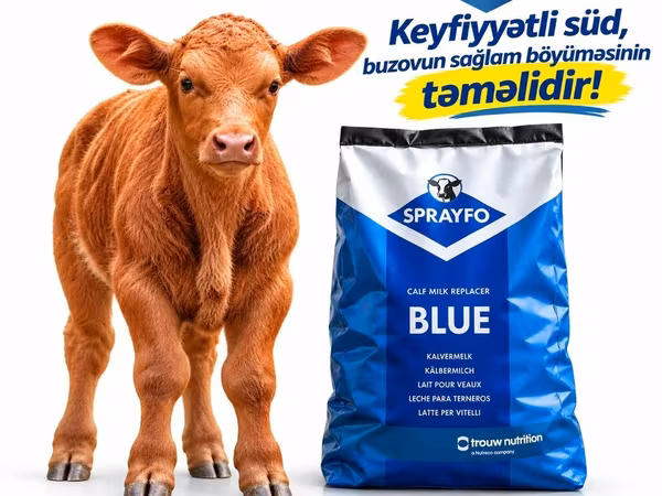 SPAYFO BLUE – buzovlar üçün süd əvəzləyicisi / quru süd / süd / buzov