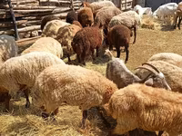 Ovce (šarže, pohlaví neuvedeno), Ovce — foto 3