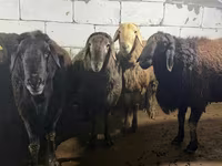 Ram, Arashan sheep — photo 1