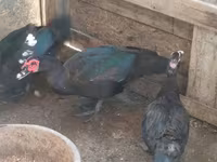 Ducks — عکس 5