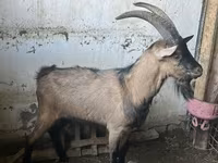 بز نر, Oberhasli goats — عکس 2