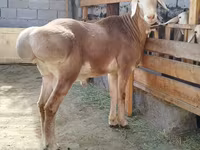 Berbec, Arashan sheep — foto 1