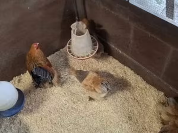Brahma