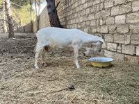Ged, Saanen goat — foto 5