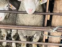 Vædder, Ile-de-France sheep — foto 5