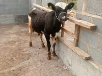 Toro, Razza Holstein — foto 2