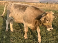 گاو ماده, Swiss cattle — عکس 6