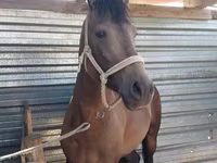 Cal, Kazakh horse — foto 8