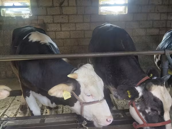 Kuh, Simmental cattle
