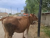 Toro, Bovini — foto 3