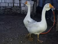 Geese — รูปภาพ 5