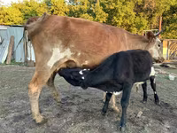 Vacă, Latvian Blue cattle — foto 4