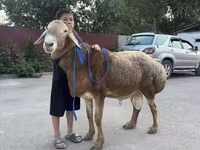 แกะตัวผู้, Arashan sheep — รูปภาพ 1
