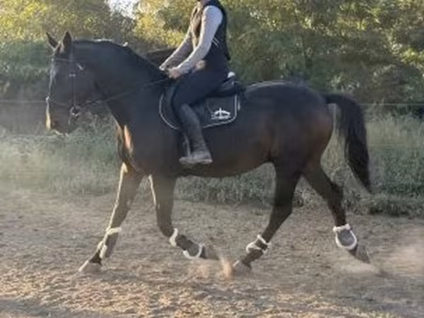 ม้าตัวผู้, Nonius horse