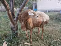 Овен, Arashan sheep — снимка 6