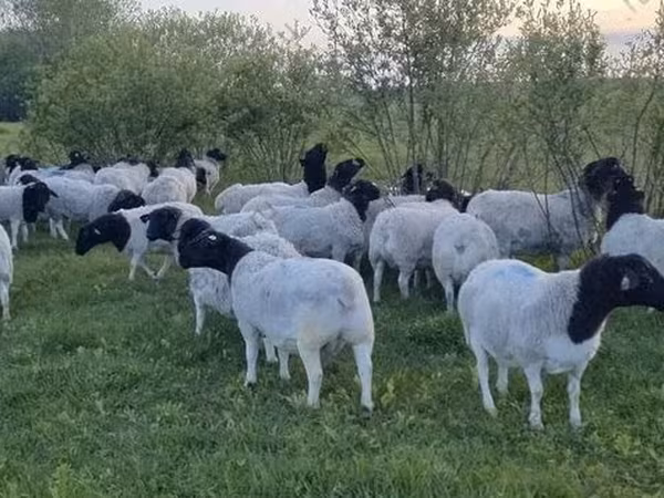 Овца, Дорпер овца