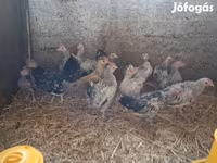 Bantam Nhật Bản — ảnh 1