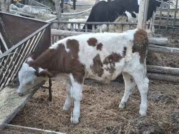 ثور, Simmental cattle
