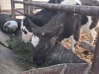 Lembu betina, Cattle — foto 3