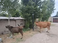 Toro, Bovini — foto 1