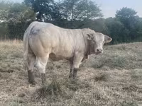 ወንድ በሬ, Charolais cattle — ፎቶ 5