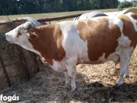 گاو ماده, Simmental cattle — عکس 1